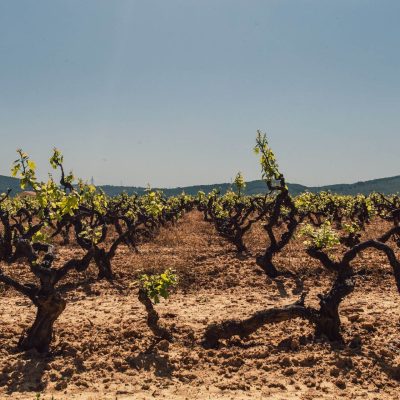 sector-viticola